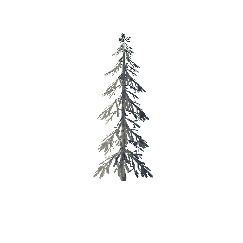 pine tree10